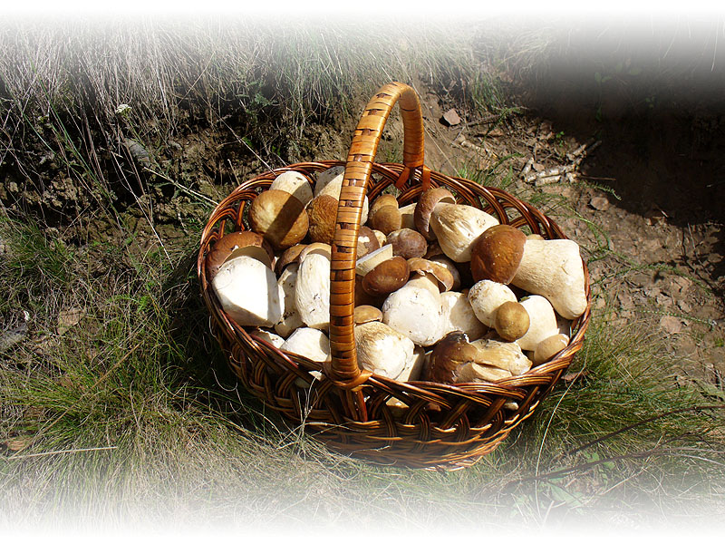 BOLETUS